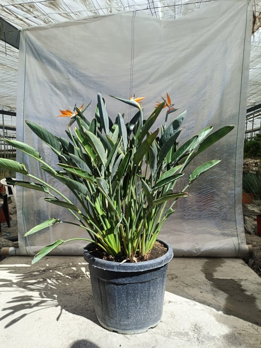 Strelitzia Desert Green Plant