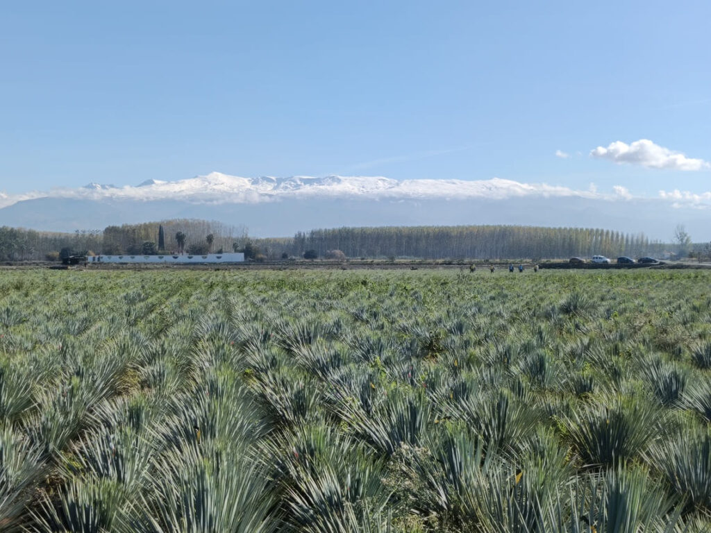 Plantación en dos climas