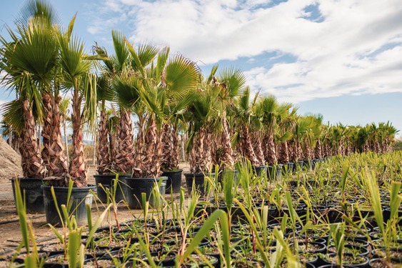plantacion Washingtonia