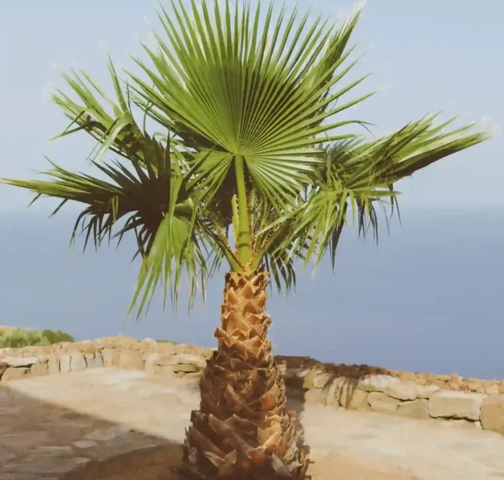 Washingtonia robusta_green_desert