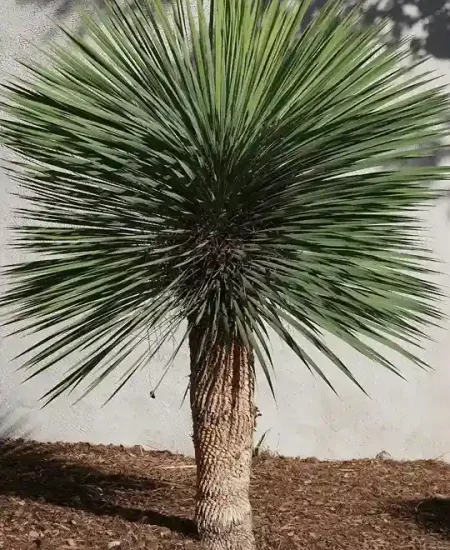 Yucca rostrata_desert green
